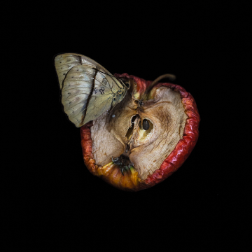 360x360 9